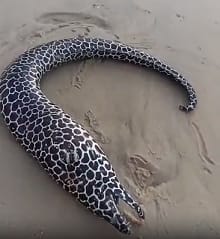 ಸುರತ್ಕಲ್ ಬೀಚ್ ನಲ್ಲಿ ಅಪರೂಪದ ಮೀನು ಪತ್ತೆ fish