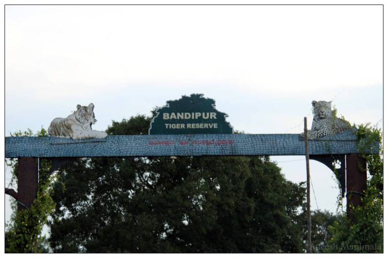 bandipur tiger reserve