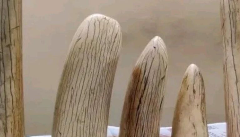 ‘ಆನೆ ದಂತ’ ಮಾರಲು ಯತ್ನಿಸುತ್ತಿದ್ದವನ ಬಂಧನ elephant tusk