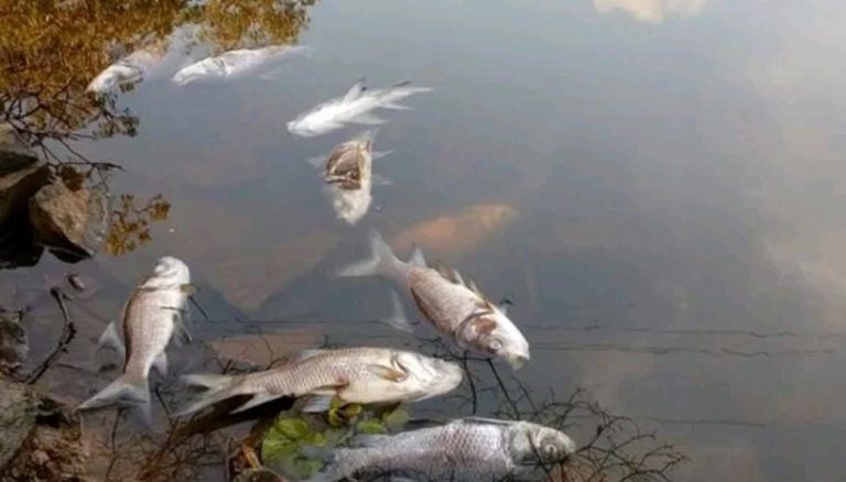 ಮೀನುಗಳ ಸಾವು: ಉಲ್ಲಾಳು ಕೆರೆಗೆ ಜೈವಿಕ ರಾಸಾಯನಿಕ ಸಿಂಪಡಣೆ fish