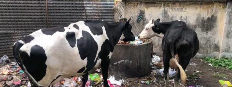 “ನಾನು ನಂದಿನಿ ಹಾಡಿಗೆ” ಹೊಸ ಲೈನ್ ಸೇರಿಸಿದ ಬೆಂಗಳೂರು ಮಂದಿ cow