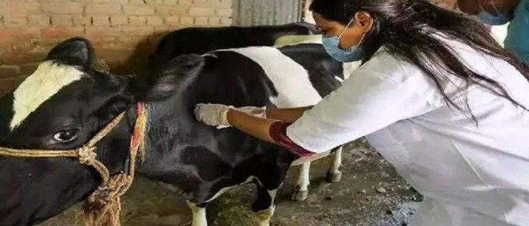 ಜಾನುವಾರುಗಳ ಆರೈಕೆಗೆ `ಪಶು ಸಖಿ’ಯರ ನೇಮಕ cow & nurse