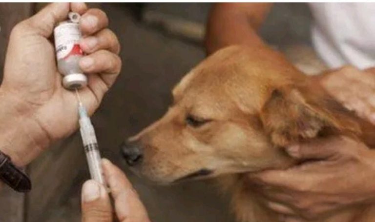 ಈ ವರ್ಷ ರೇಬಿಸ್ ನಿಂದ ರಾಜ್ಯದಲ್ಲಿ 25 ಮಂದಿ ಸಾವು rabies