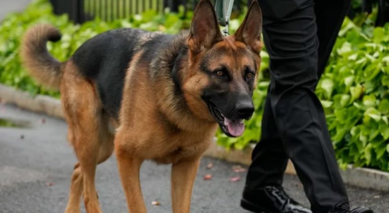 ಅಮೆರಿಕ ಅಧ್ಯಕ್ಷ ಬಿಡೆನ್ ಅವರ ಜರ್ಮನ್ ಶೆಫರ್ಡ್ ನಾಯಿ ವಿರುದ್ಧ 10ನೇ ದೂರು dog