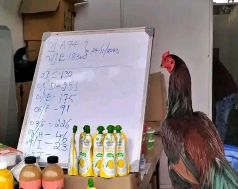 ಬೆಂಗಳೂರು ಕಂಬಳ: ಜನರಿಗೆ ಲಕ್ಕಿಡಿಪ್ ಮೂಲಕ ಫೈಟರ್ ಹುಂಜ ವಿತರಣೆ bengaluru