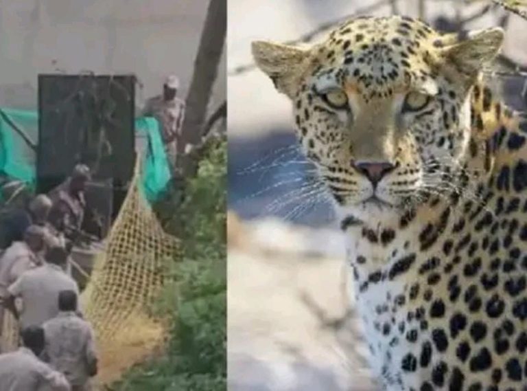 ಚಿರತೆ ಸಾವು: ಸಾಮಾಜಿಕ ಜಾಲತಾಣದಲ್ಲಿ ಆಕ್ರೋಶದ ರಣಕಹಳೆ! cheetah