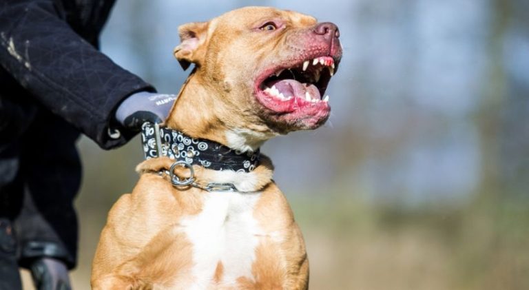 ಮನೆಯ ಬಳಿ ಮಲವಿಸರ್ಜನೆ ಮಾಡಿದ ನೆರೆಮನೆಯ ನಾಯಿ: ಇದನ್ನು ಪ್ರಶ್ನಿಸಿದ ಮಹಿಳೆಯ ಮೇಲೆ ಪಿಟ್ ಬುಲ್ ನಿಂದ ಕ್ರೌರ್ಯ dehali 2