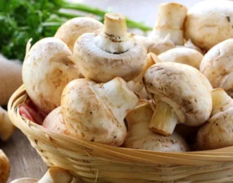 ಅಣಬೆಯಲ್ಲಿವೆ ಹಲವು ಆರೋಗ್ಯ ಪ್ರಯೋಜನಗಳು mashroom