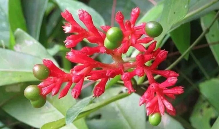 ಹಾವು ಕಡಿತಕ್ಕೆ ಸರ್ಪಗಂಧ ಪ್ರಮುಖ ಔಷಧಿಯ ಸಸ್ಯ: ಇದರ ಬಗ್ಗೆ ನೀವು ತಿಳಿದುಕೊಳ್ಳಲೇ ಬೇಕು sarpagandhi