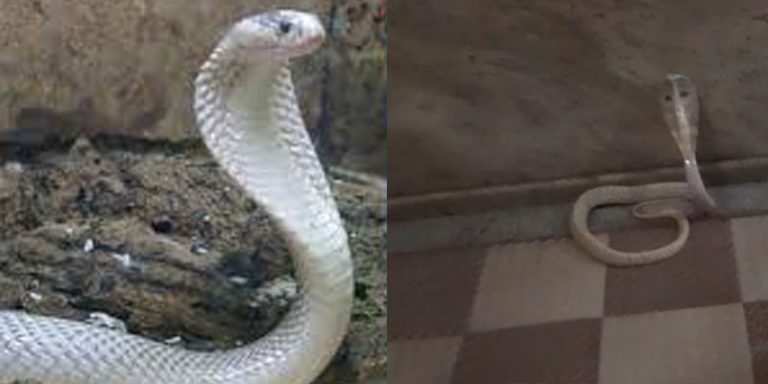 ಕೋಲಾರದಲ್ಲಿ ಬಿಳಿ ನಾಗರಹಾವು ಪತ್ತೆ snake