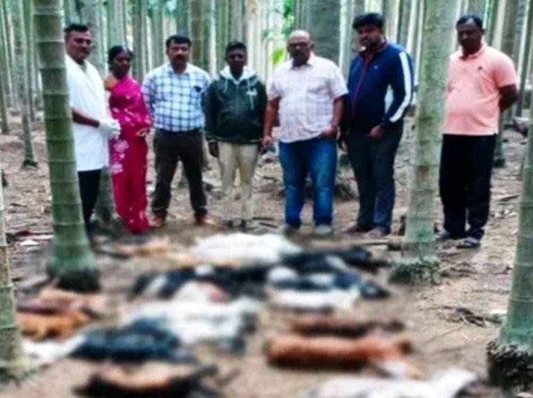 ಚಿರತೆ ದಾಳಿಗೆ 17 ಕುರಿ ಹಾಗೂ 14 ಮೇಕೆ ಸಾವು: 4 ಲಕ್ಷ ರೂ. ಹಾನಿ chikkamagaluru