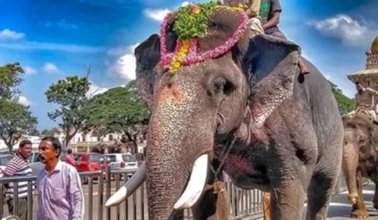 ಗಜರಾಜ ‘ಅರ್ಜುನ’ ನೆನಪಿನಲ್ಲಿ ಸ್ಮಾರಕ ನಿರ್ಮಾಣ: ಸಚಿವ ಬೋಸರಾಜು elephant