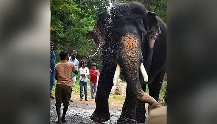 ಮೈಸೂರು ದಸರಾದಲ್ಲಿ 8 ಬಾರಿ ಅಂಬಾರಿ ಹೊತ್ತಿದ್ದ ಅರ್ಜುನ ಆನೆ ಸಾವು elephant
