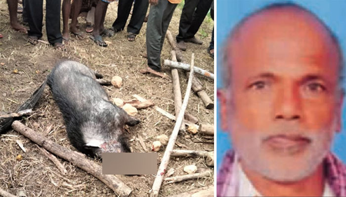 ರೈತನನ್ನು ಬಲಿ ಪಡೆದ ಕಾಡು ಹಂದಿಯನ್ನು ಅಟ್ಟಾಡಿಸಿ ಹೊಡೆದು ಕೊಂದ ರೈತರು! hasana