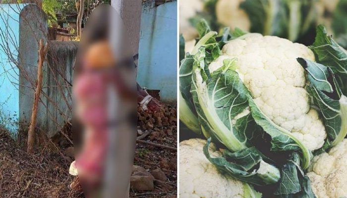 ಹಣ ಇಲ್ಲ ಎಂದು ಮಗನ ತೋಟದಿಂದ ಹೂಕೋಸು ಕದ್ದ ತಾಯಿ: ಕಂಬಕ್ಕೆ ಕಟ್ಟಿ ಥಳಿಸಿದ ಮಗ! mother