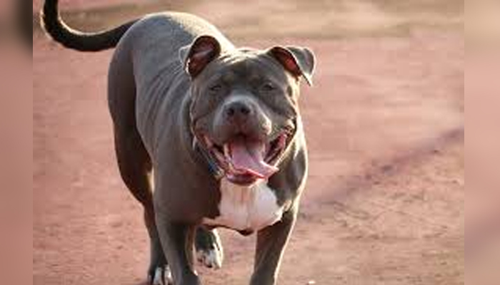 ಡೇಂಜರಸ್ ಪಿಟ್ ಬುಲ್ ನಾಯಿಯೊಂದು ನಾಲ್ಕು ವರ್ಷದ ಬಾಲಕಿ ಮೇಲೆ ದಾಳಿ: ಆಸ್ಪತ್ರೆಗೆ ದಾಖಲಾದ ಬಾಲಕಿ pitbull dog