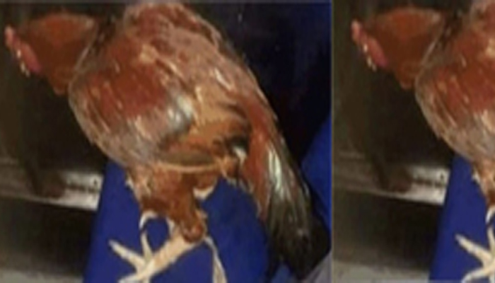 ಬಸ್ಸಿನಲ್ಲಿ ಕೋಳಿ ಜಗಳ: “ಟಿಕೆಟ್ ತಗಂತೀನಿ, ಆದ್ರೆ ಕೋಳಿಗೂ ಬಸ್ಸಿನಲ್ಲಿ ಸೀಟು ಕೊಡಲೇಬೇಕು” ಎಂದ ಮಹಿಳೆ cock 2