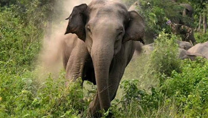 ಆನೆ ದಾಳಿಗೆ ಯುವಕ ಬಲಿ elephant