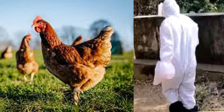 hen