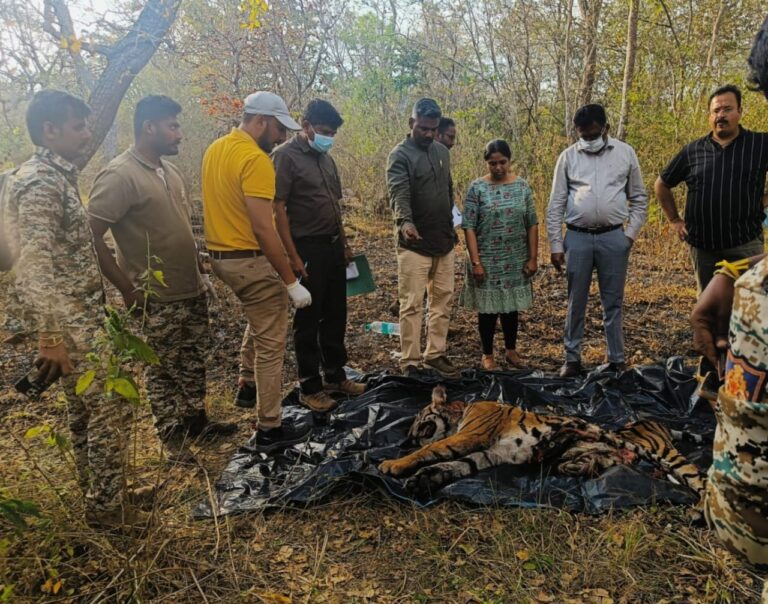 ಕಾದಾಟದ ವೇಳೆ ಕತ್ತು ಮುರಿದು ಹುಲಿ ಸಾವು! saragooru 2