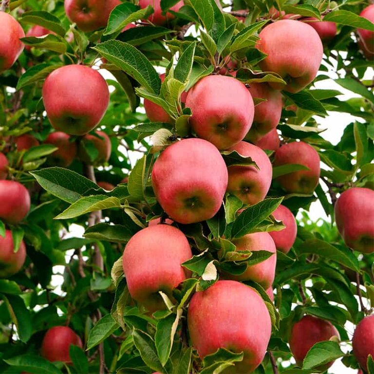 ಯೂಟ್ಯೂಬ್ ನೋಡಿ ಸಿಲಿಕಾನ್ ಸಿಟಿ ಸಮೀಪ ಭರ್ಜರಿ ಸೇಬು ಬೆಳೆದ ರೈತ! apple