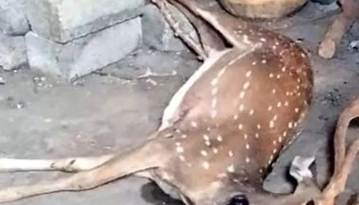 ಬೀದಿ ನಾಯಿ ದಾಳಿಯಿಂದ ಸಾವನ್ನಪ್ಪಿದ ಜಿಂಕೆ ಬಚ್ಚಿಟ್ಟ ಸ್ಥಿತಿಯಲ್ಲಿ ಪತ್ತೆ! deer