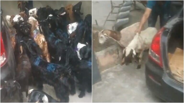 ಕಾರಿನಲ್ಲಿ 30ಕ್ಕೂ ಅಧಿಕ ಕುರಿ, ಮೇಕೆ ಸಾಗಾಟ: ಪ್ರಾಣಿಗಳನ್ನು ರಕ್ಷಿಸಿದ ಪೊಲೀಸರು dehali