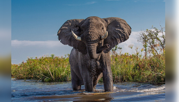 ಕಾಡಾನೆ ದಾಳಿ: ವ್ಯಕ್ತಿಯ ದಾರುಣ ಸಾವು elephant