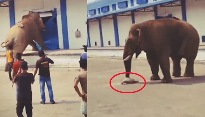 ಹಸಿವು ತಾಳಲಾರದೆ ಗೋದಾಮಿನ ಶಟರ್ ಮುರಿದು ಅಕ್ಕಿಯನ್ನು ತಿಂದ ಕಾಡಾನೆ elephant