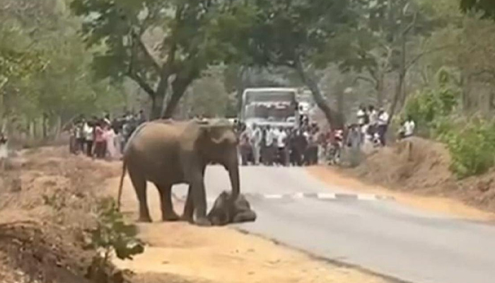ಹುಲಿ ದಾಳಿಗೆ ಆನೆ ಮರಿ ಬಲಿ: ಕಣ್ಣೀರು ಹಾಕುತ್ತಾ ನಿಂತ ತಾಯಿ ಆನೆ! mother elephant