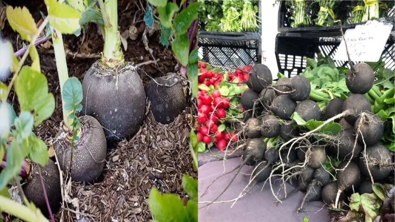 ಕಪ್ಪು ಮೂಲಂಗಿ ಬೆಳೆಯುವುದು ಹೇಗೆ? ಇದರ ಉಪಯೋಗವೇನು? beetroot