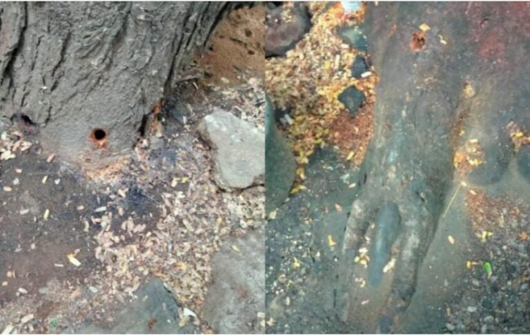 ಮನೆ ಕಾಣಲ್ಲ ಅಂತ ಹೆಮ್ಮರವಾಗಿ ಬೆಳೆದಿದ್ದ ಹುಣಸೆ ಮರಕ್ಕೆ ವಿಷವಿಟ್ಟ ಕಿಡಿಗೇಡಿಗಳು bengaluru 3