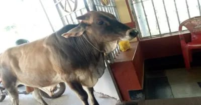 ದೇವರಗದ್ದೆಯಲ್ಲಿದ್ದ ಹೋರಿ ನಾಪತ್ತೆ buffello