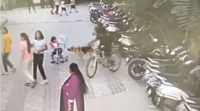 ಆರು ವರ್ಷದ ಬಾಲಕಿಯ ಮೇಲೆ ಅಟ್ಯಾಕ್ ಮಾಡಿದ ಸಾಕು ನಾಯಿ dog