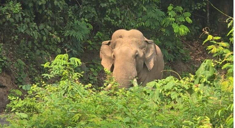 ಚಾರ್ಮಾಡಿ ಘಾಟ್ ನಲ್ಲಿ ಒಂಟಿ ಸಲಗ ದರ್ಶನ: ಬೆಚ್ಚಿಬಿದ್ದ ಜನತೆ..! elephant