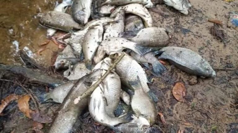 ಕೆರೆ ಮೀನು ತಿಂದು ಇಬ್ಬರು ಸಾವು 15 ಜನ ಅಸ್ವಸ್ಥ fish