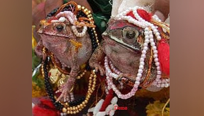 ನೀರಿಗೆ ಎಲ್ಲಿಲ್ಲದ ಸಂಕಷ್ಟ: ಮಳೆಗಾಗಿ ಕಪ್ಪೆಗಳಿಗೆ ಮದುವೆ frog marriage