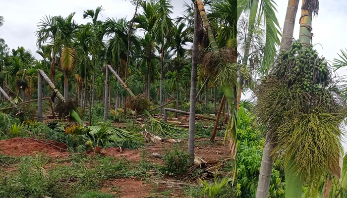 ಪಾವಗಡ: ಭಾರೀ ಮಳೆಯ ಪರಿಣಾಮದಿಂದಾಗಿ ನೆಲಕ್ಕುರುಳಿದ ಫಸಲಿಗೆ ಬಂದಿದ್ದ ಅಡಿಕೆ ಗಿಡಗಳು pavagada