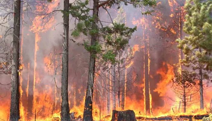 ಉತ್ತರಾಖಂಡದಲ್ಲಿ ಕಾಡ್ಗಿಚ್ಚಿಗೆ 5 ಮಂದಿ ಸಾವು 1,300 ಹೆಕ್ಟೇರ್ ಅರಣ್ಯ ಹಾನಿ uttharakhand