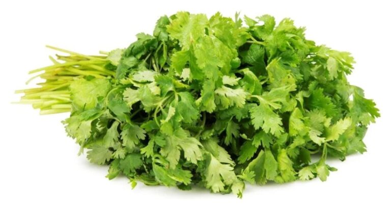 coriander leaves