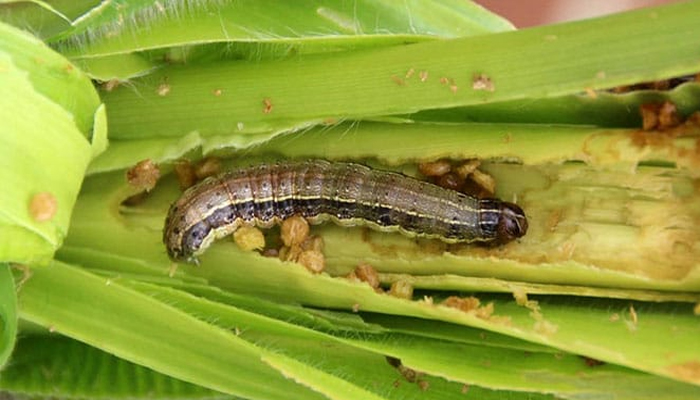 ಸೈನಿಕ ಹುಳು ನಿಯಂತ್ರಣಕ್ಕೆ ಇಲ್ಲಿದೆ ಸೂಕ್ತ ಸಲಹೆ! hullu