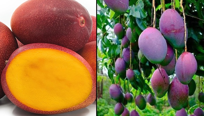 ಇದು ವಿಶ್ವದ ದುಬಾರಿ ಮಾವಿನ ಹಣ್ಣು! ಇದರ ದರ ಎಷ್ಟು ಗೊತ್ತೆ? mango