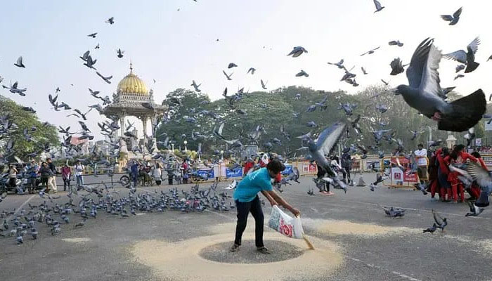 ಮೈಸೂರು ಅರಮನೆಗೆ ಪಾರಿವಾಳದ ಹಿಕ್ಕೆಗಳಿಂದ ಕಂಟಕ! mysore