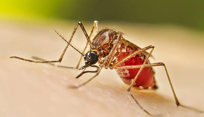 ಬೆಂಗಳೂರಿನಲ್ಲಿ ಡೆಂಗ್ಯೂ ಜ್ವರಕ್ಕೆ ಬಾಲಕ ಬಲಿ dengu