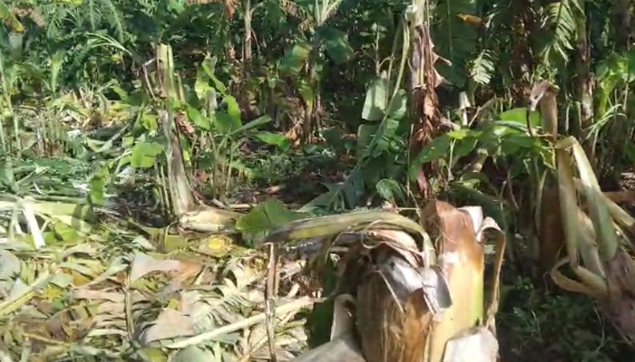 ಕಾಡಾನೆಗಳ ದಾಳಿ: ಕಟಾವಿಗೆ ಬಂದಿದ್ದ 1,500 ಬಾಳೆ ಗಿಡ ನಾಶ elephant