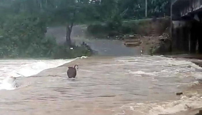 ಹೆಬ್ಬಾಳೆ ಸೇತುವೆ ಮೇಲಿನಿಂದ ನದಿಗೆ ಕೊಚ್ಚಿ ಹೋದ ರಾಸು hebbale