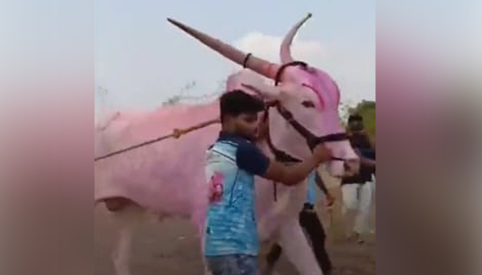 18 ಲಕ್ಷ ರೂಪಾಯಿಗೆ ಮಾರಾಟವಾದ ಎತ್ತು! terabandy