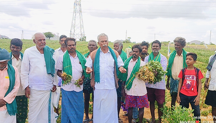 ಶೇಂಗಾ ಬೆಳೆಗೆ ಕಾಡಂದಿಗಳ ಕಾಟ, ಪರಿಹಾರ ಮೊತ್ತವನ್ನು ಹೆಚ್ಚಿಸಲು ರೈತ ಸಂಘ ಒತ್ತಾಯ