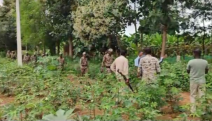 ಕಾಡಿನಿಂದ ನಾಡಿಗೆ ಹುಲಿಯ ನಡಿಗೆ: ಸರಗೂರು ತಾಲ್ಲೂಕಿನಲ್ಲಿ ಭಯದ ವಾತಾವರಣ ಸೃಷ್ಟಿ