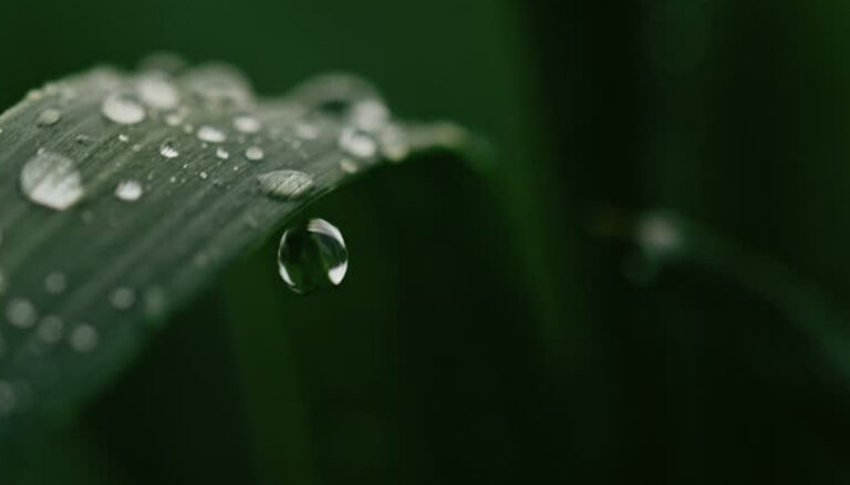 ಮಳೆಯ ಸಾಧ್ಯತೆ ಕ್ಷೀಣಿಸುತ್ತಿದೆ | ಹೀಗಿದೆ ಹವಾಮಾನ ಇಲಾಖೆ ವರದಿ rain